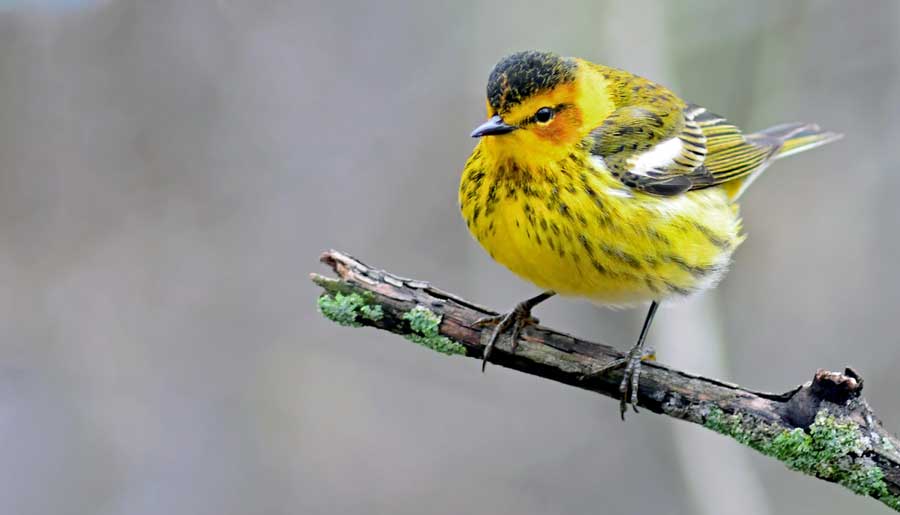 A Cape May warbler on a tree branch