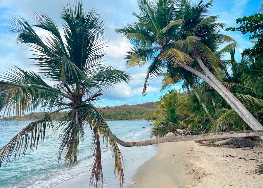 Palm trees on the shoreline of Neltjeberg Bay
