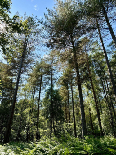 View of the lush greeneries at New Forest National Park