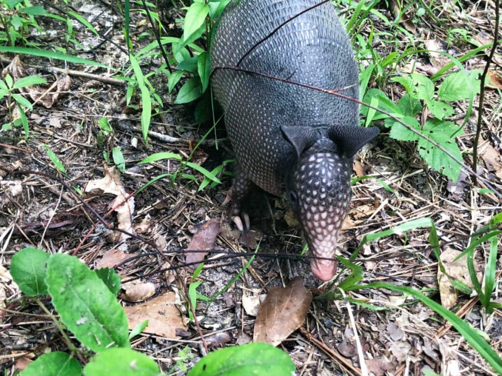 Closeup look of an armadillo on the ground