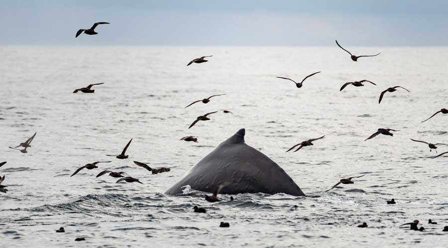A whale swimming at the Newport coast with seabirds flying over it