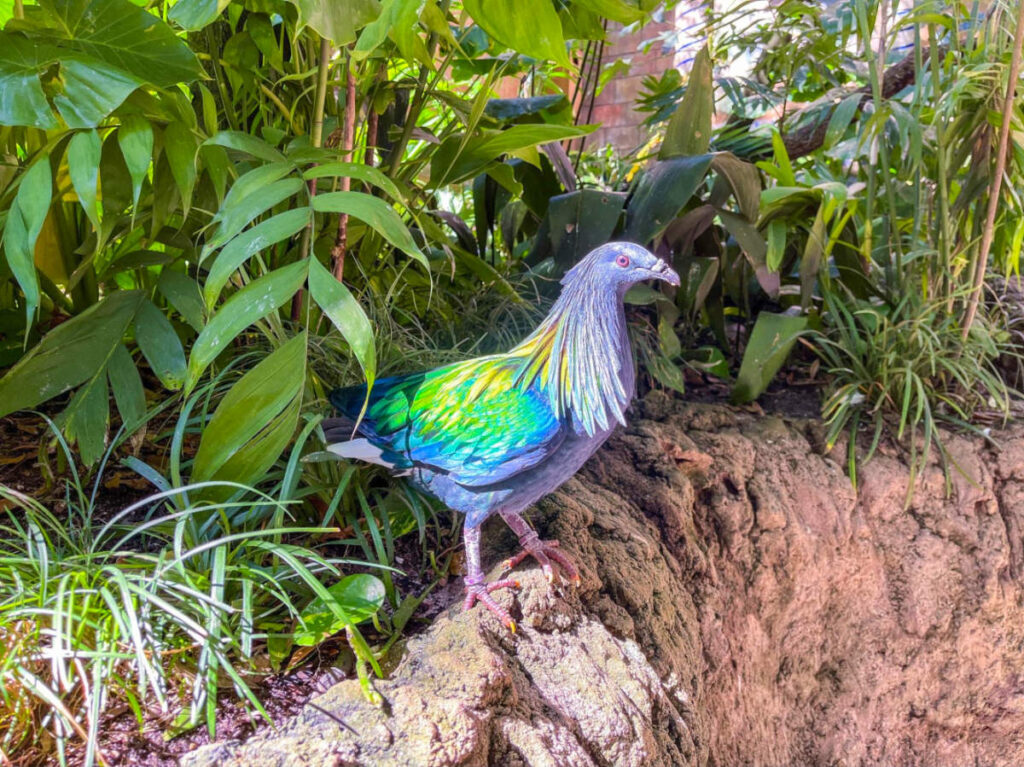 A Nicobar pigeon seen on the Animal Walking Trails, displaying vibrant feathers and a distinctive white tail.