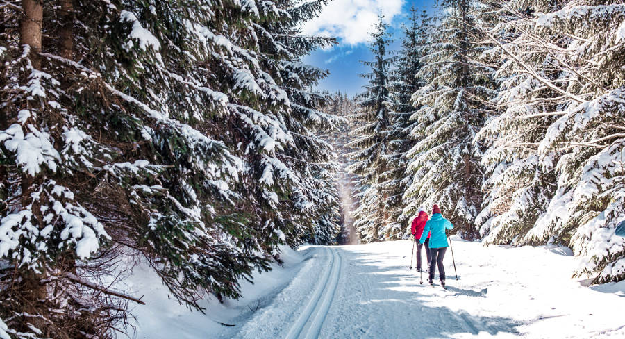 Skiers skiing in the snowy trails surrounded by pine trees
