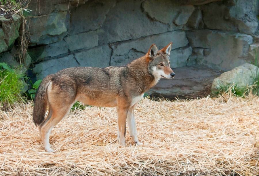 View of an endangered North Carolina Red Wolves at the Museum of Life & Science