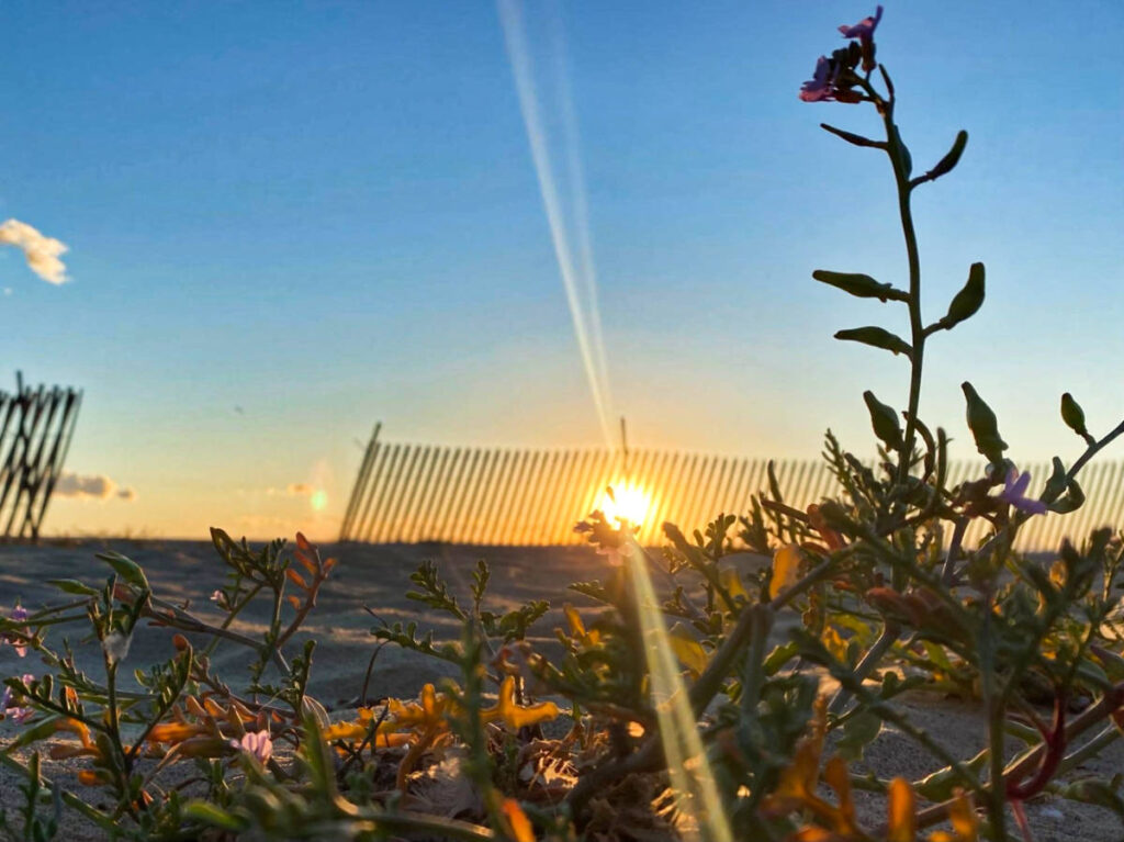 View of the sun rays in Santa Monica during sunset