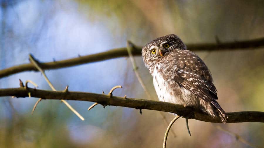Closeup view of the Pygmy Owls on a branch of a tree