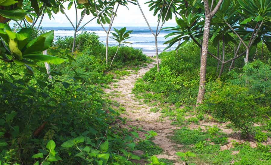 View of a path leading to the beach of Nosara