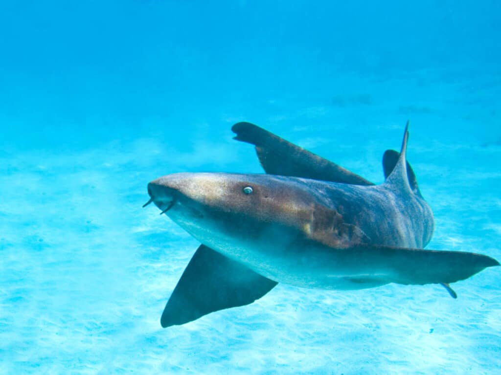 A nurse shark swimming under the water