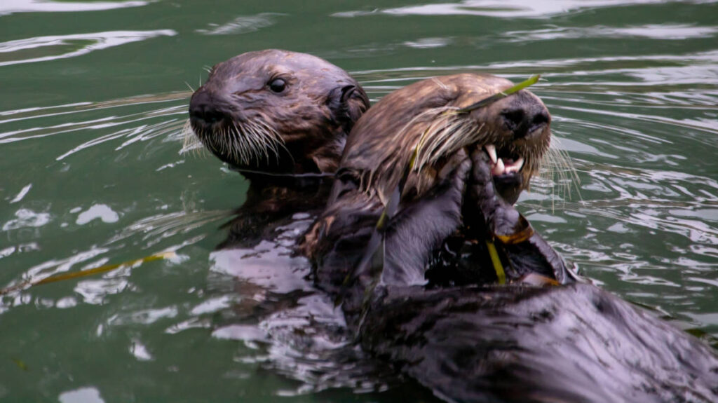 Sea otters at the Nurtured By Nature in San Marcos, California