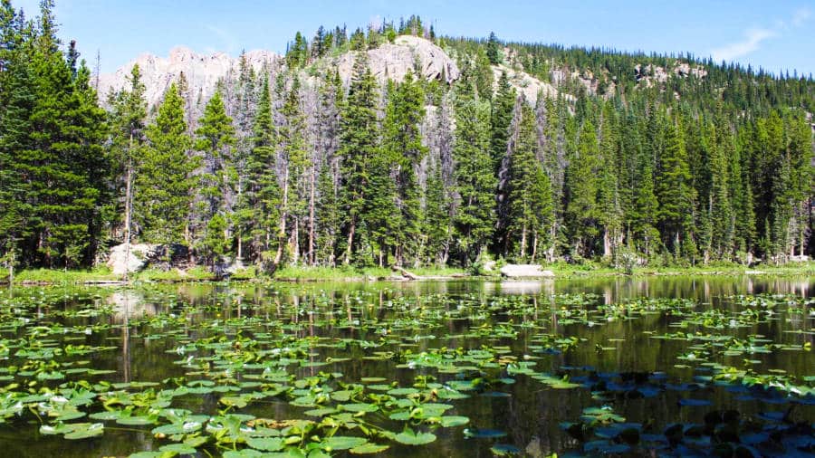 Panoramic view of the greenery and waterlilies surrounding in Nymph Lake