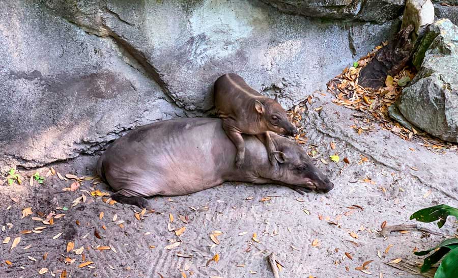 View of babirusa and her piglet on her top in Oasis Exhibit