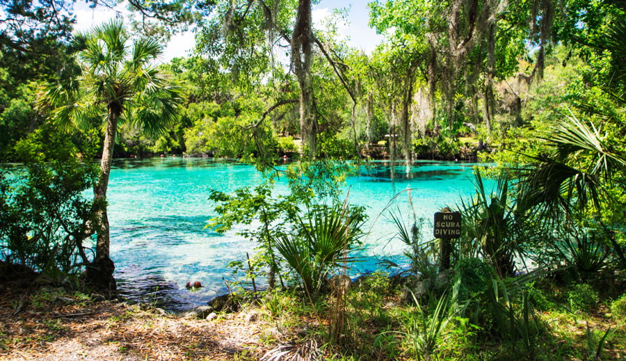 View of Silver Glen Springs in Ocala National Forest