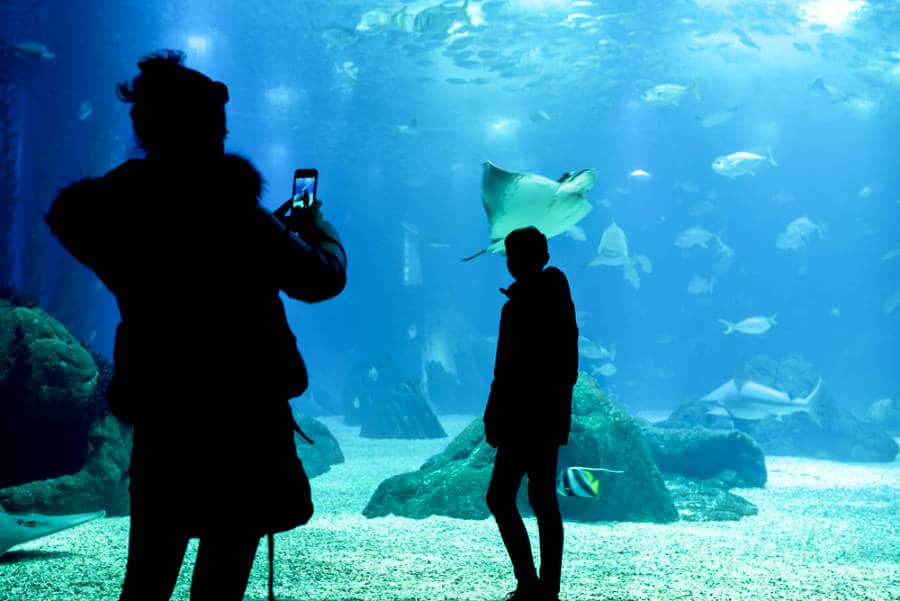 Silhouette of two people in front of the Oceanário de Lisboa tanks