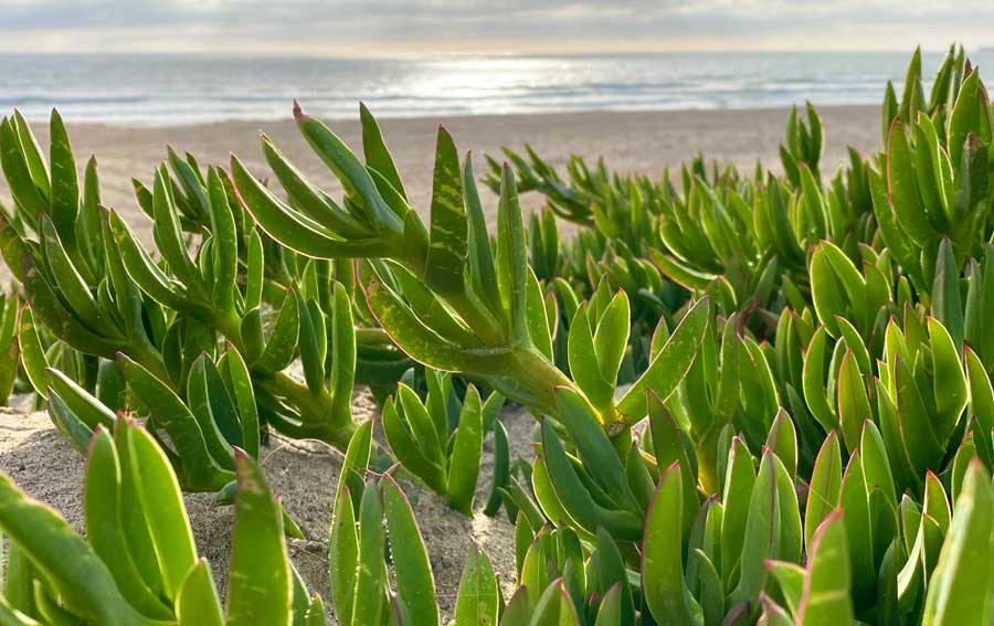 Plants growing on the sand in Oceanside