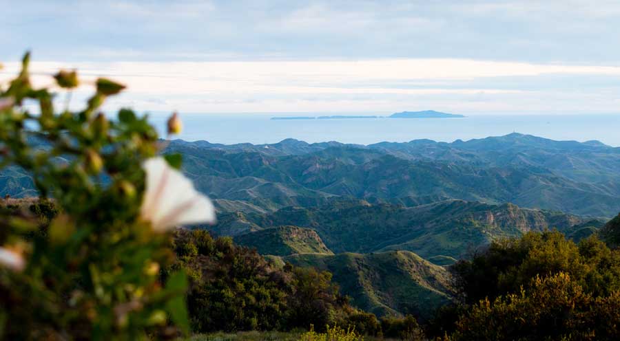 Close up view of wildflowers and the Ojai mountains on the background