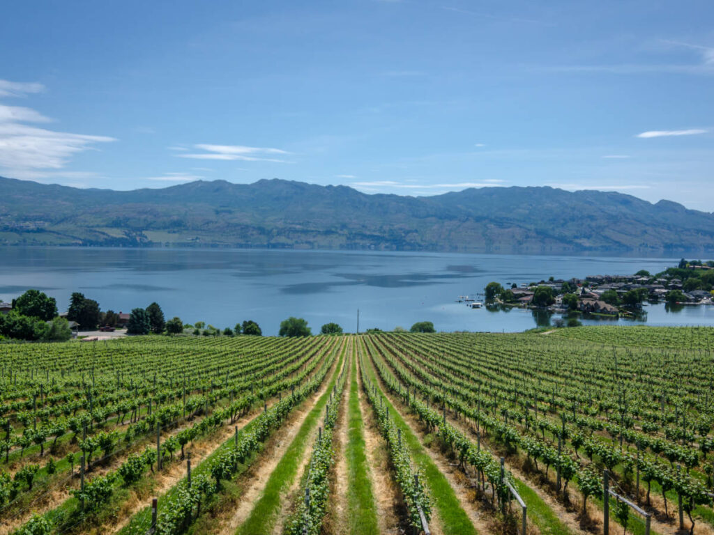 View of the vineyards in Okanagan Valley