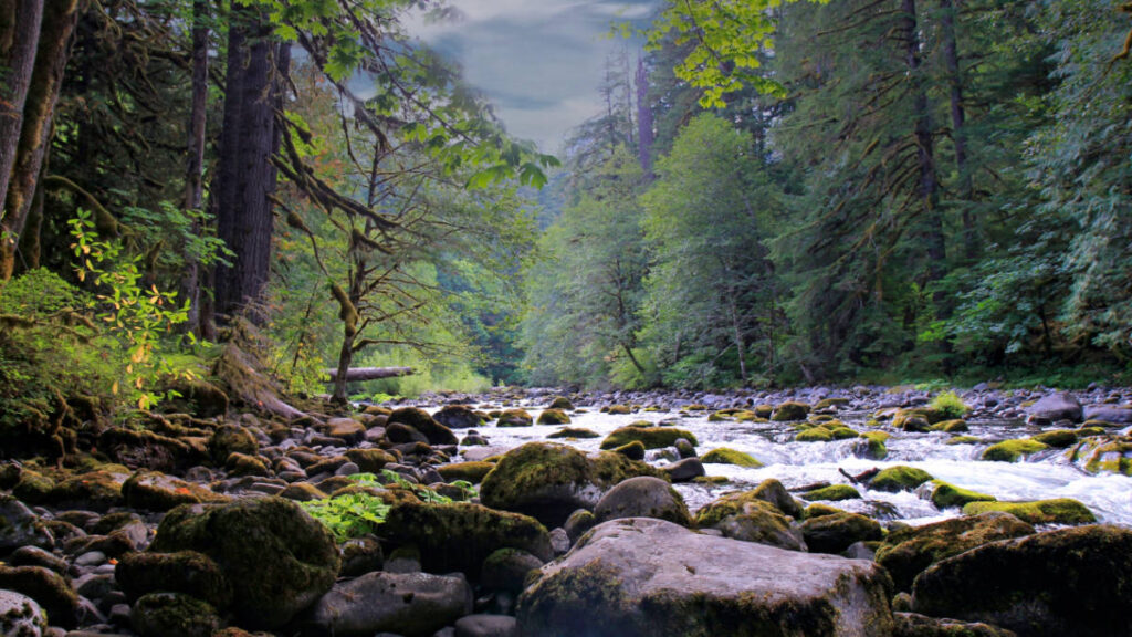 View of the rocky Old Salmon River in Oregon
