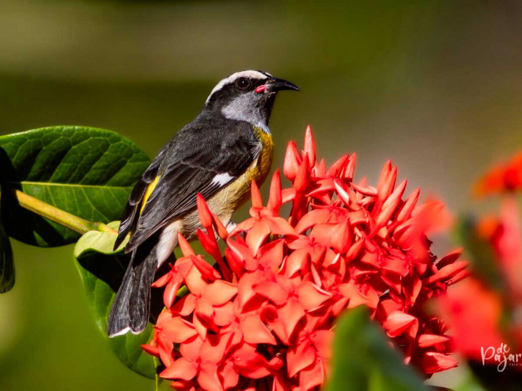 Closeup look of a local bird on top of a red flower