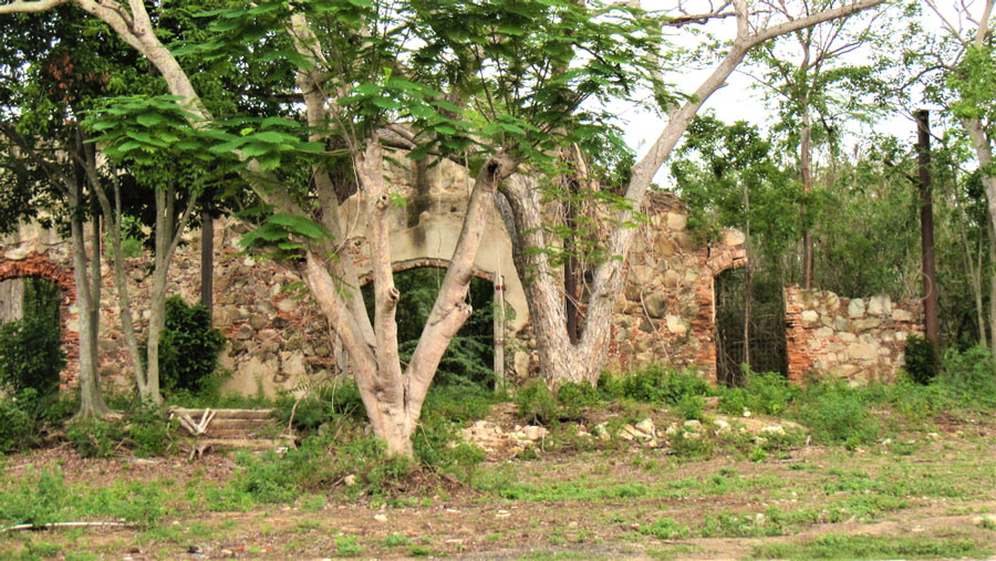 View of the abandoned Old Sugar Mill Ruins in Vieques