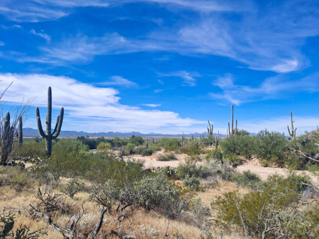 View of the cacti at the classic Old West landscape in Saguaro National Park