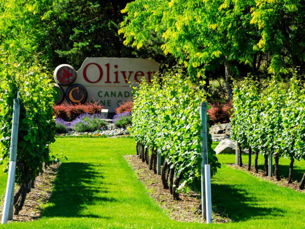 A vineyard in front of the signage of Oliver