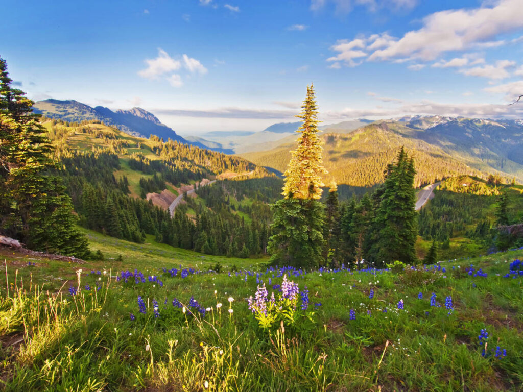 Scenic view at the Olympic National Park in Washington