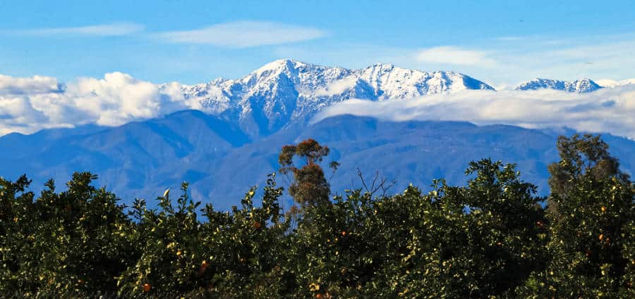 View of the orange trees and the clouded snow mountains in the background