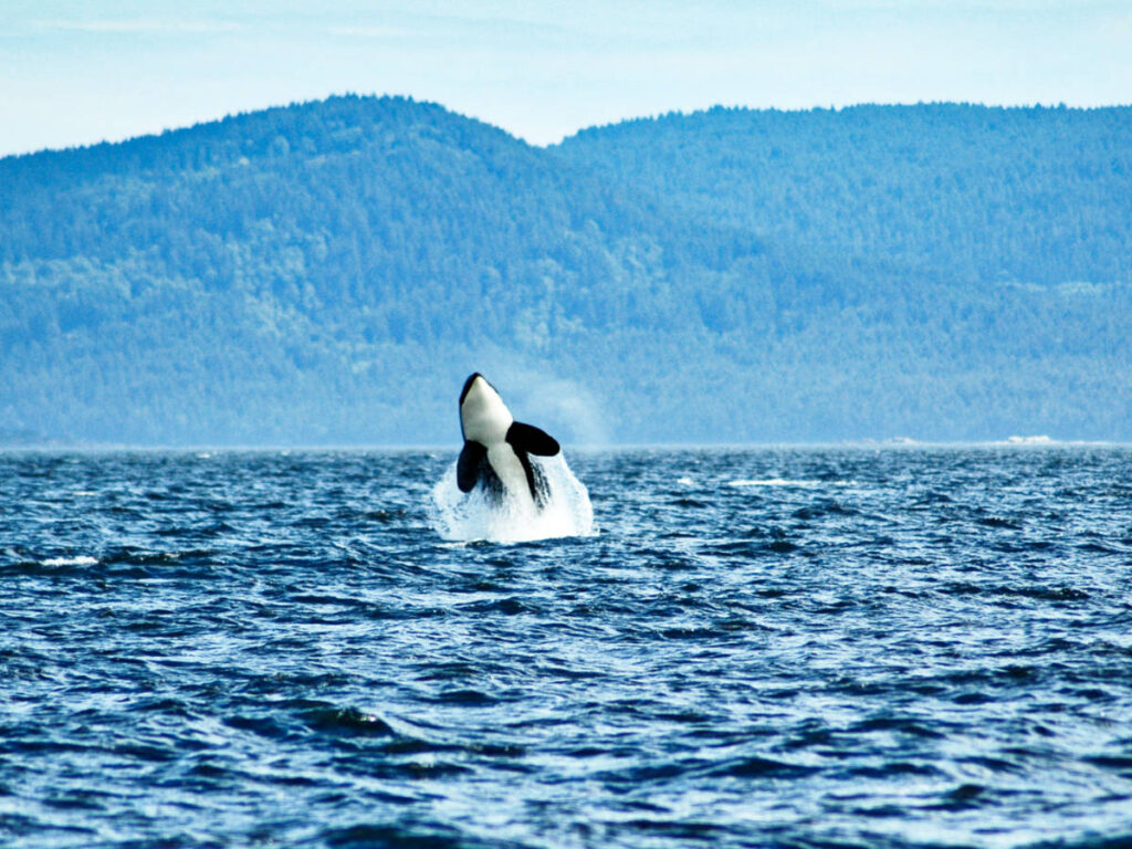 An orca breaching off at the Vancouver Island