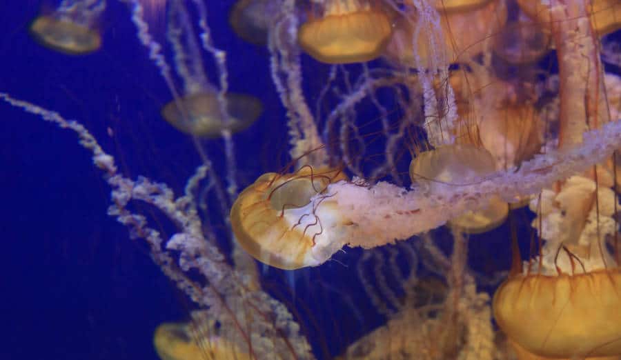 View of jellyfish on an aquarium at the Oregon Coast Aquarium