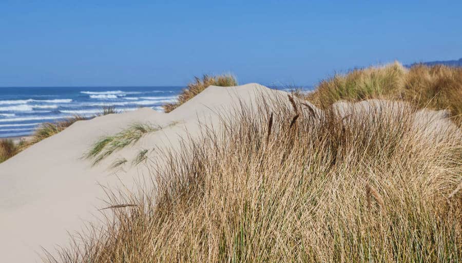 View of the Pacific Ocean from the Oregon Dunes National Recreation Area