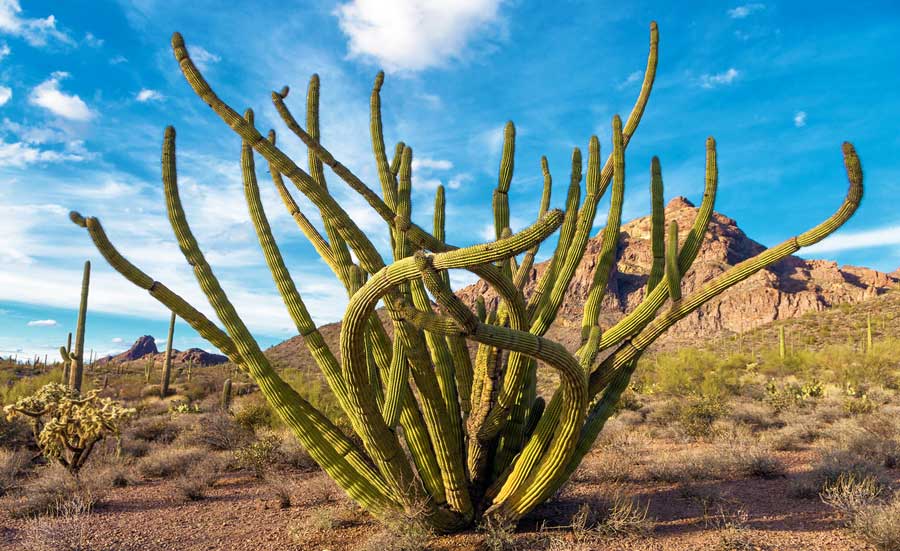 View of a tentacle-like arms of cactus in Organ Pipe Cactus National Monument