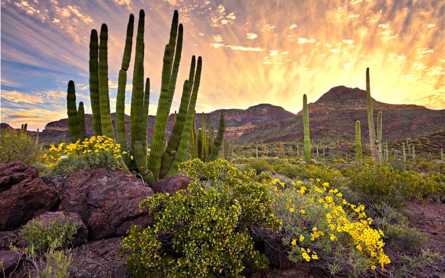 View from the Organ Pipe Cactus National Monument during sunrise