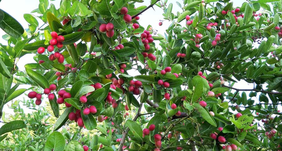 A goji berry at the Organic Goji Berry Farm & Eco Lodge