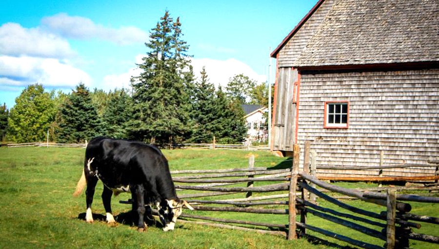 View of a cow eating a grass in Orwell Corner Historic Village