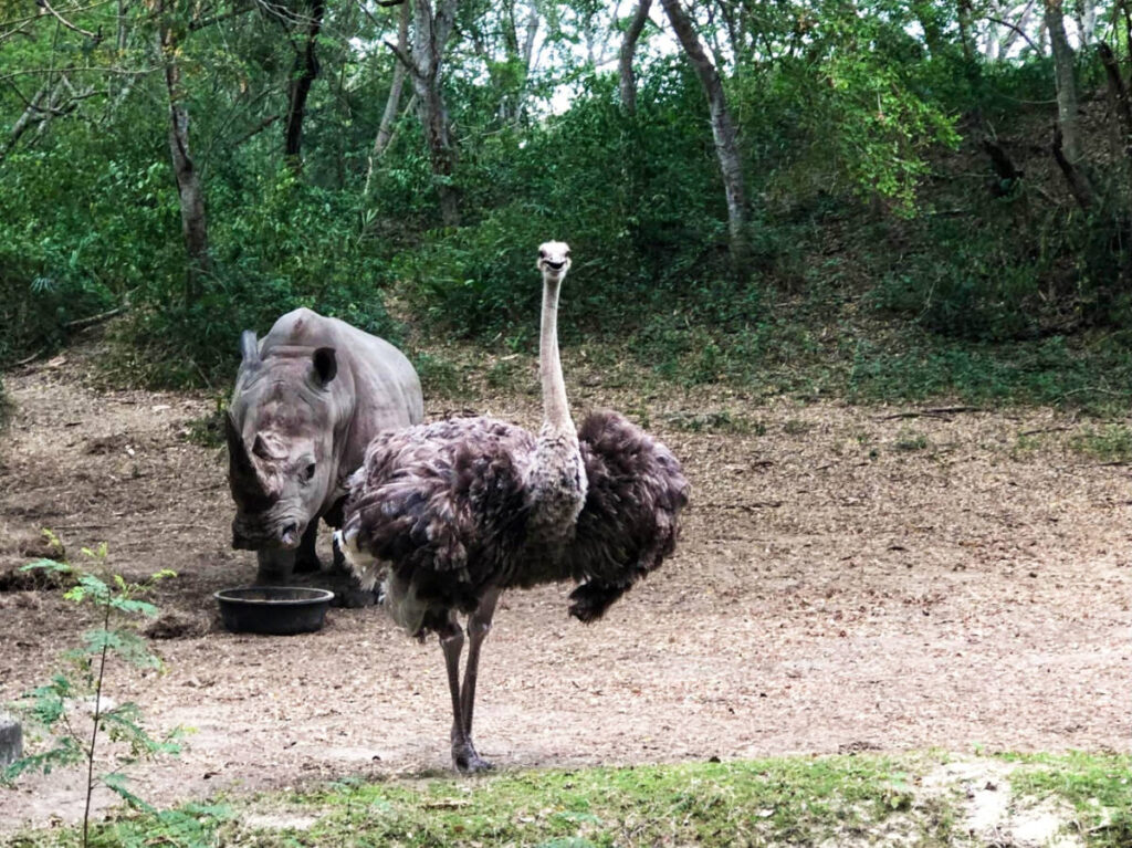 View of the ostrich and rhino at the Parque Zoologico Nacional