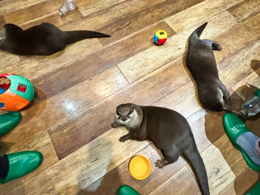 The otters playing on the floor inside the Otter Cafe