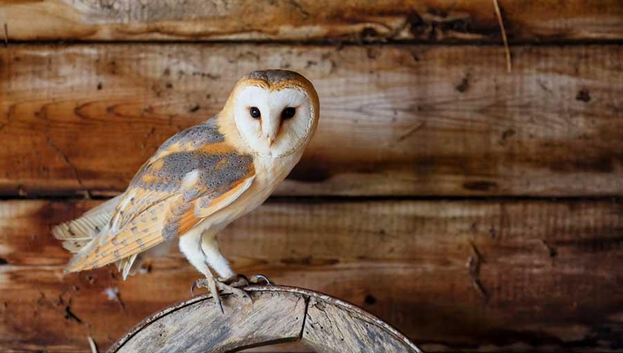 A barn owl in Owl’s Hill Nature Sanctuary