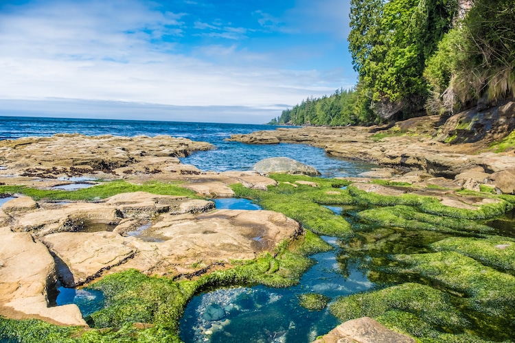 Rocks, moss, trees, and ocean are photographed in Pacific Rim National Park, Vancouver Island