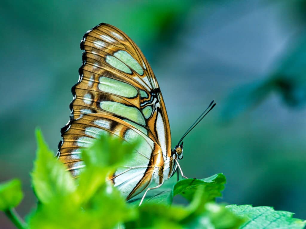 Closeup view of the beautiful butterfly on the leaves