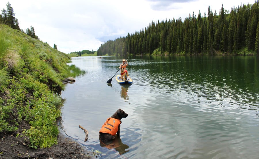 The author Abigail Nueve with her puppy paddleboarding and a dog swimming on Meridian Lake in Crested Butte