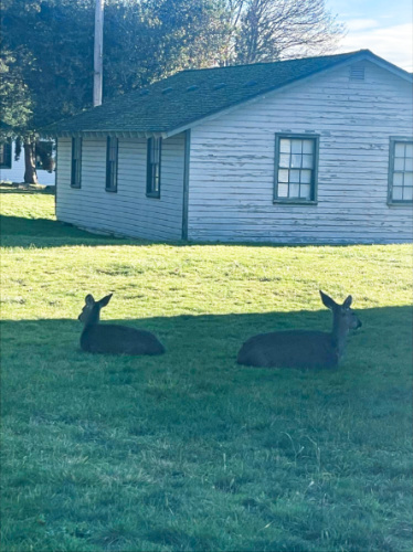 A pair of deer relaxing under the shade