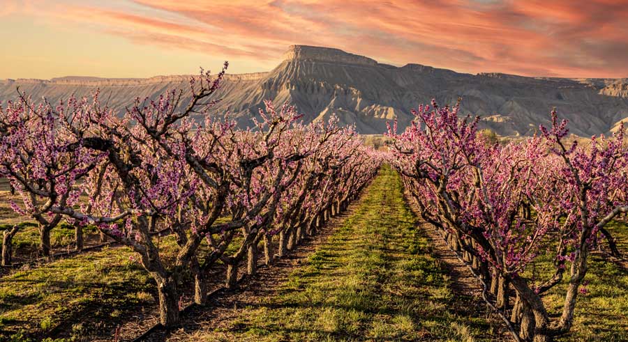 Colorful sky over a peach orchard in Palisade