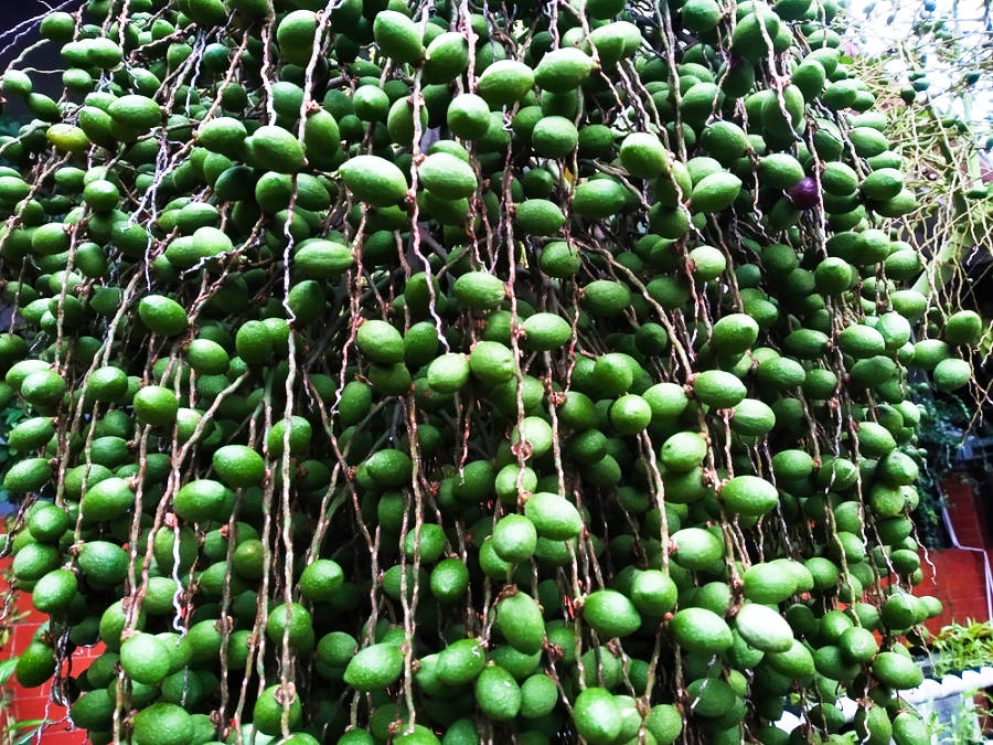 Closeup view of the palm fruit