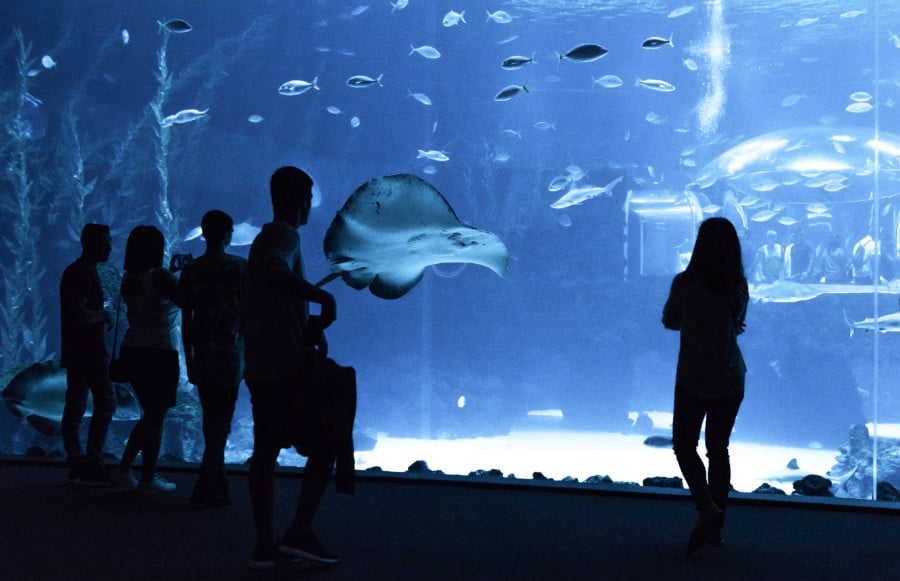 Silhouette of tourists looking into different marine lives inside Palma Aquarium