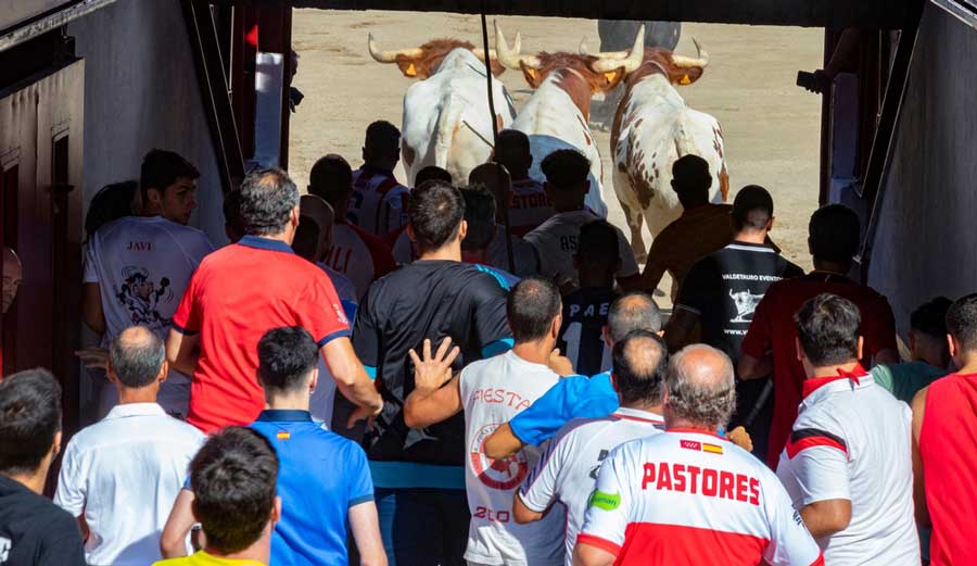 People and bulls participating at the Pamplona Bull Run