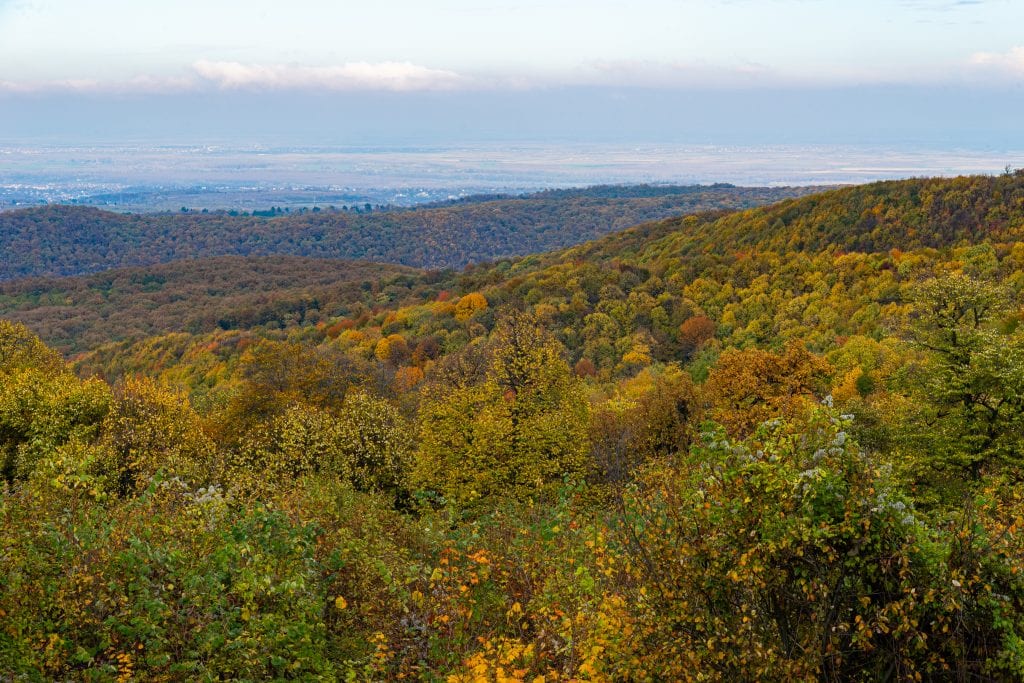 View of beautiful trees and flowers