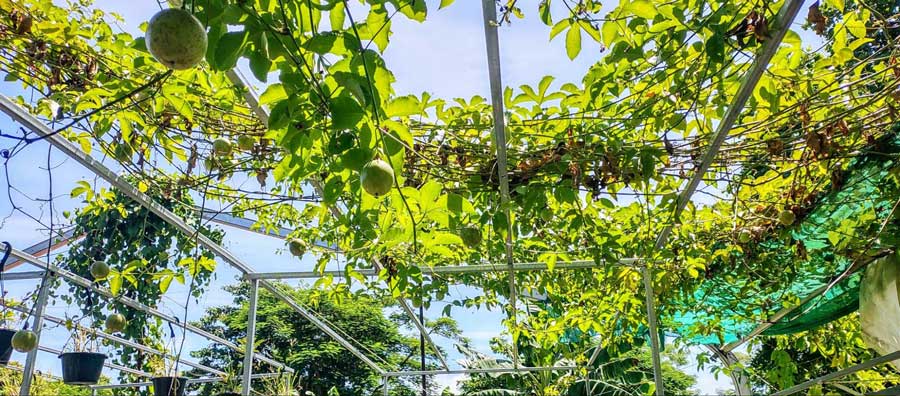 View of hanging parcha in Puerto Rico
