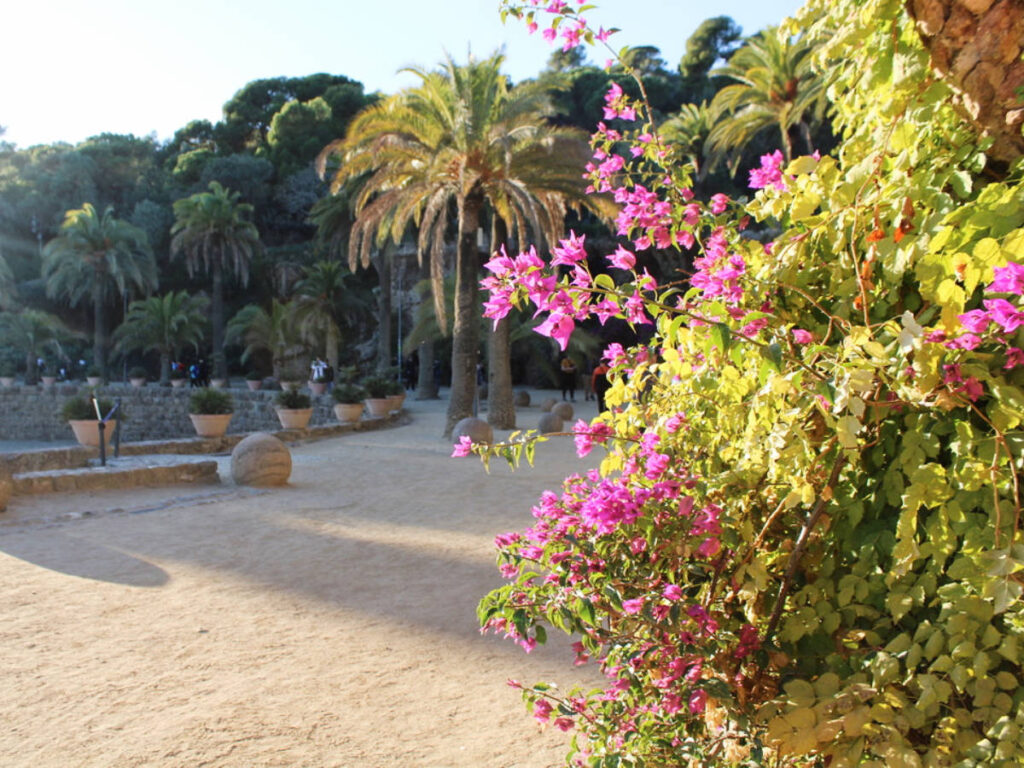 Close up view of flowers in Park Güell
