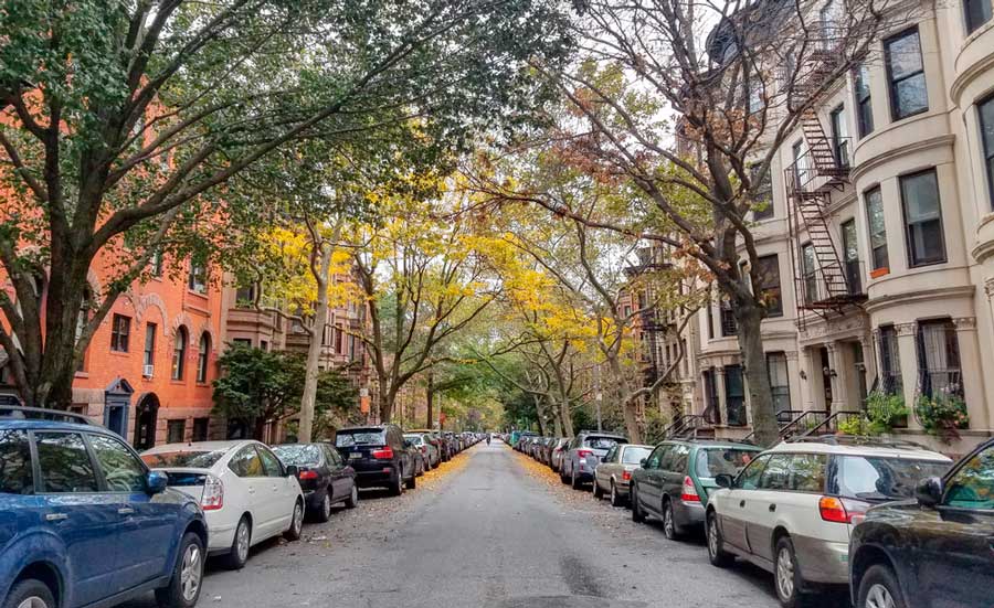 Trees lined in a street in Park Slope