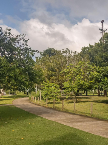 A pathway surrounded by greenery in Parque Luis Muñoz Marín